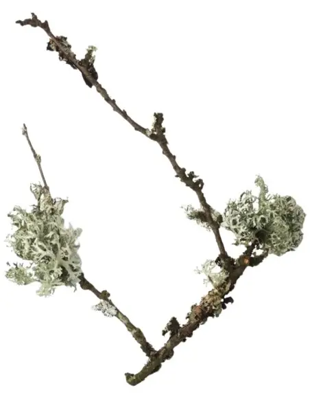 Aftershave Lotion Royal Forest Taylor Of Old Bond Street 50ml 12212 Taylor Of Old Bond Street AfterShave Splash €43.95 produc...