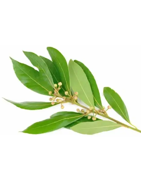 Taylor Of Old Bond Street Bay Rum Aftershave 150ml 3513 Taylor Of Old Bond Street