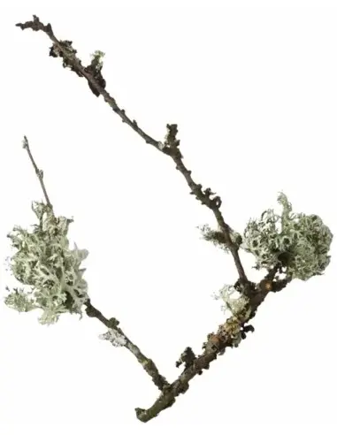 Κρέμα Ξυρίσματος Royal Forest Taylor Of Old Bond Street 150gr 7334 Taylor Of Old Bond Street