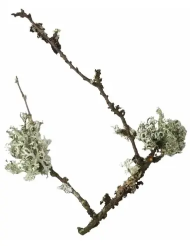 Taylor of Old Bond Street Royal Forest Aftershave Cream 75ml OfSt-10099 Taylor Of Old Bond Street Creme Balm €21.95 product_r...