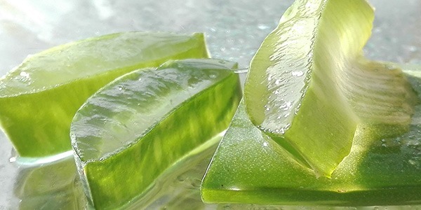 Everything About Aloe Vera